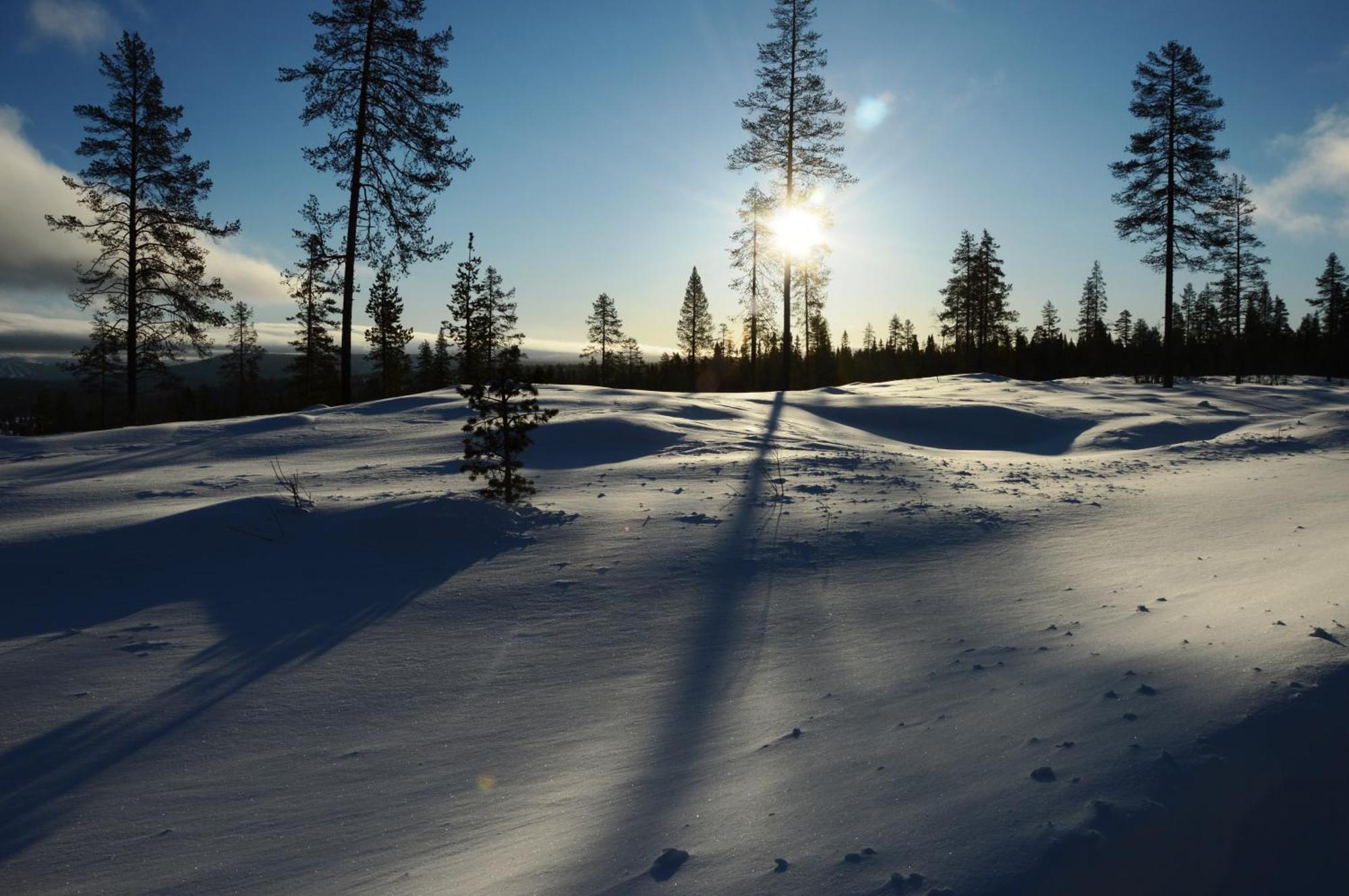 16 - Fulufjellets Nasjonalparker - Natur-, Dyre- Og Fugleopplevelser Ljørdal Extérieur photo
