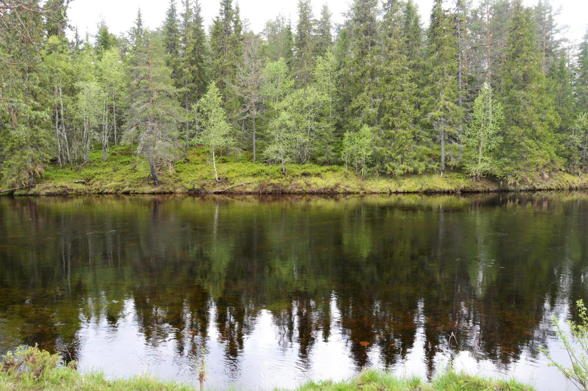 16 - Fulufjellets Nasjonalparker - Natur-, Dyre- Og Fugleopplevelser Ljørdal Extérieur photo