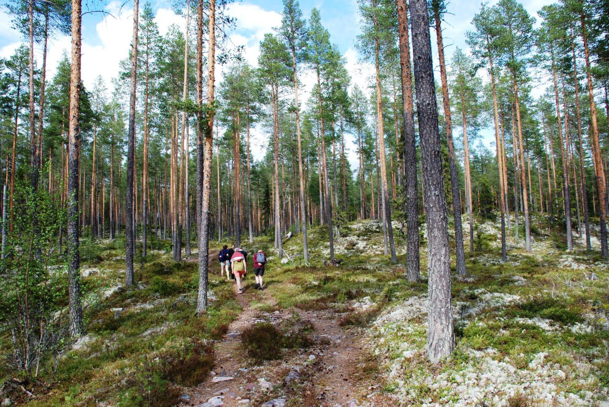 16 - Fulufjellets Nasjonalparker - Natur-, Dyre- Og Fugleopplevelser Ljørdal Extérieur photo