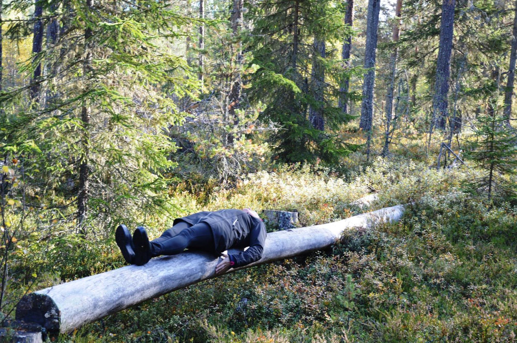 16 - Fulufjellets Nasjonalparker - Natur-, Dyre- Og Fugleopplevelser Ljørdal Extérieur photo