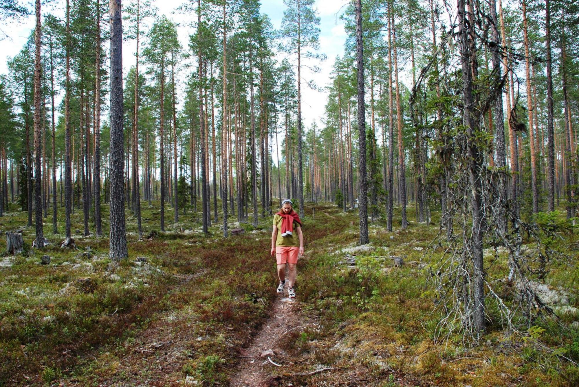 16 - Fulufjellets Nasjonalparker - Natur-, Dyre- Og Fugleopplevelser Ljørdal Extérieur photo