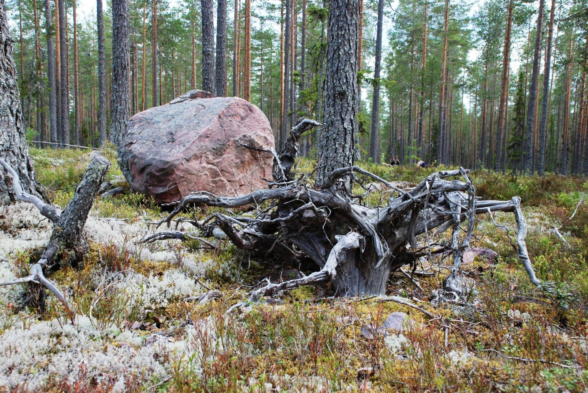 16 - Fulufjellets Nasjonalparker - Natur-, Dyre- Og Fugleopplevelser Ljørdal Extérieur photo