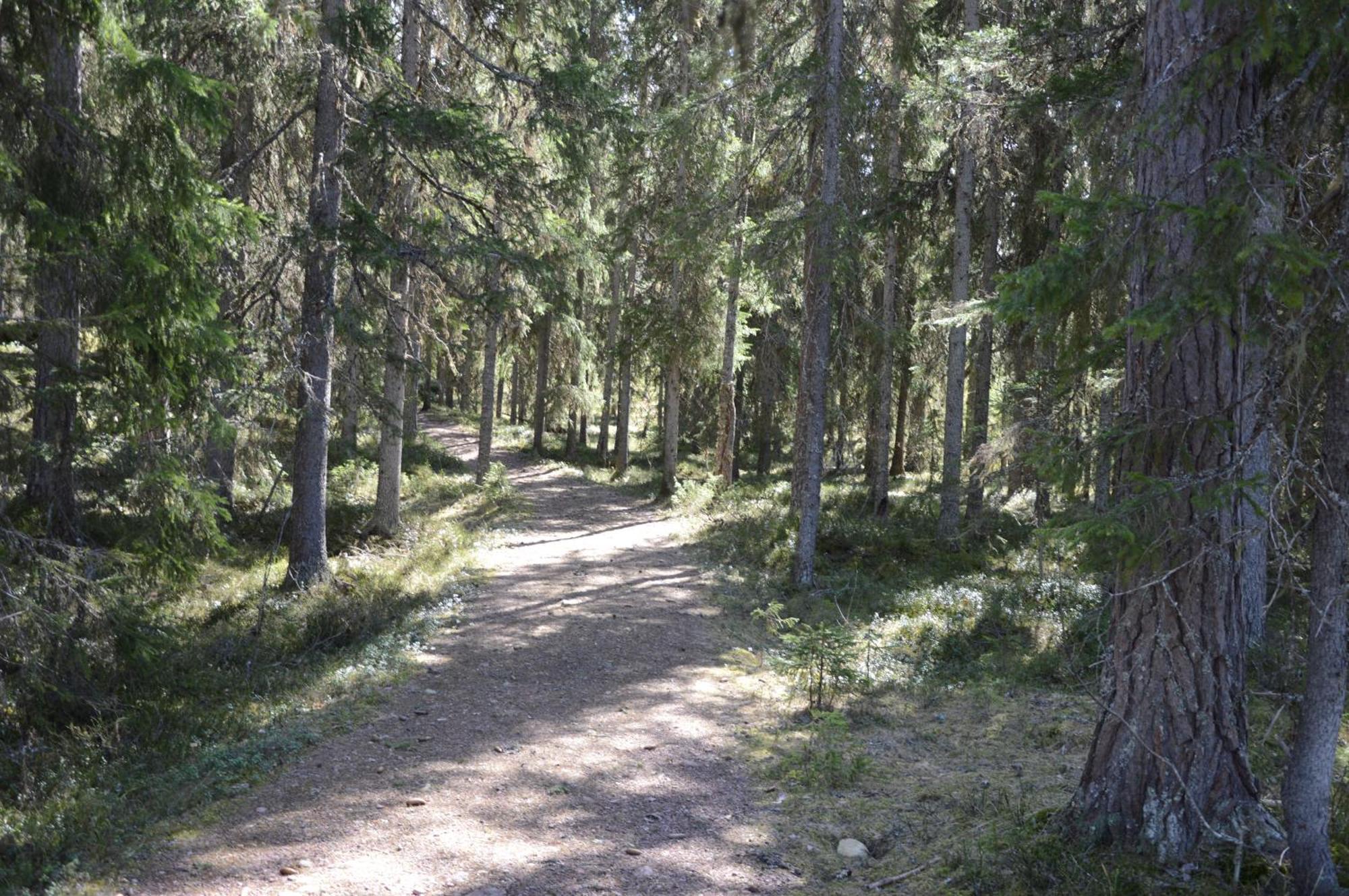 16 - Fulufjellets Nasjonalparker - Natur-, Dyre- Og Fugleopplevelser Ljørdal Extérieur photo