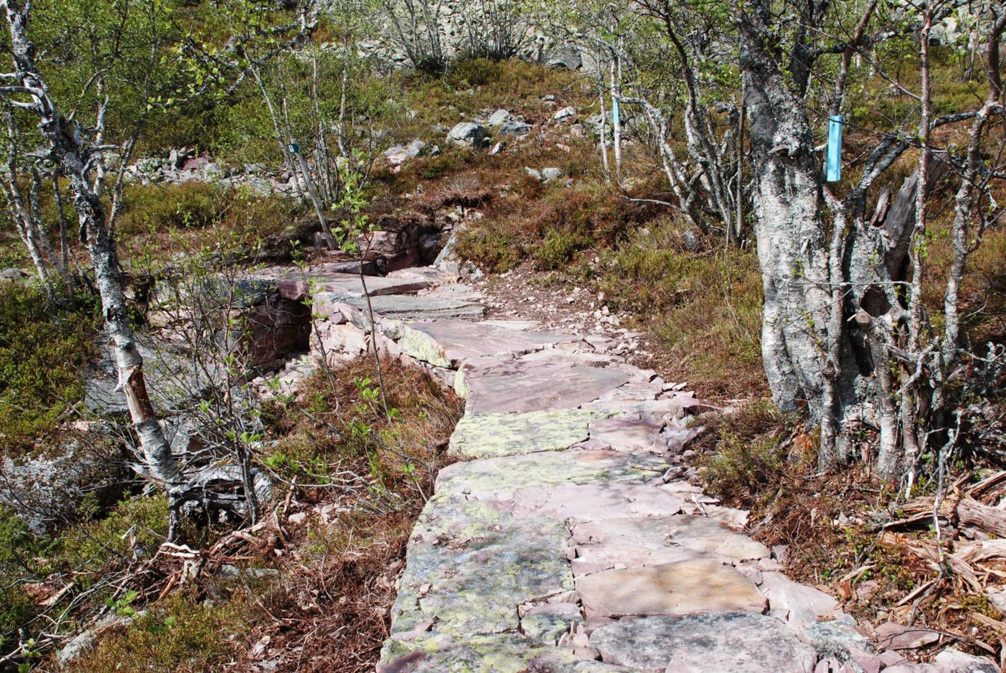 16 - Fulufjellets Nasjonalparker - Natur-, Dyre- Og Fugleopplevelser Ljørdal Extérieur photo
