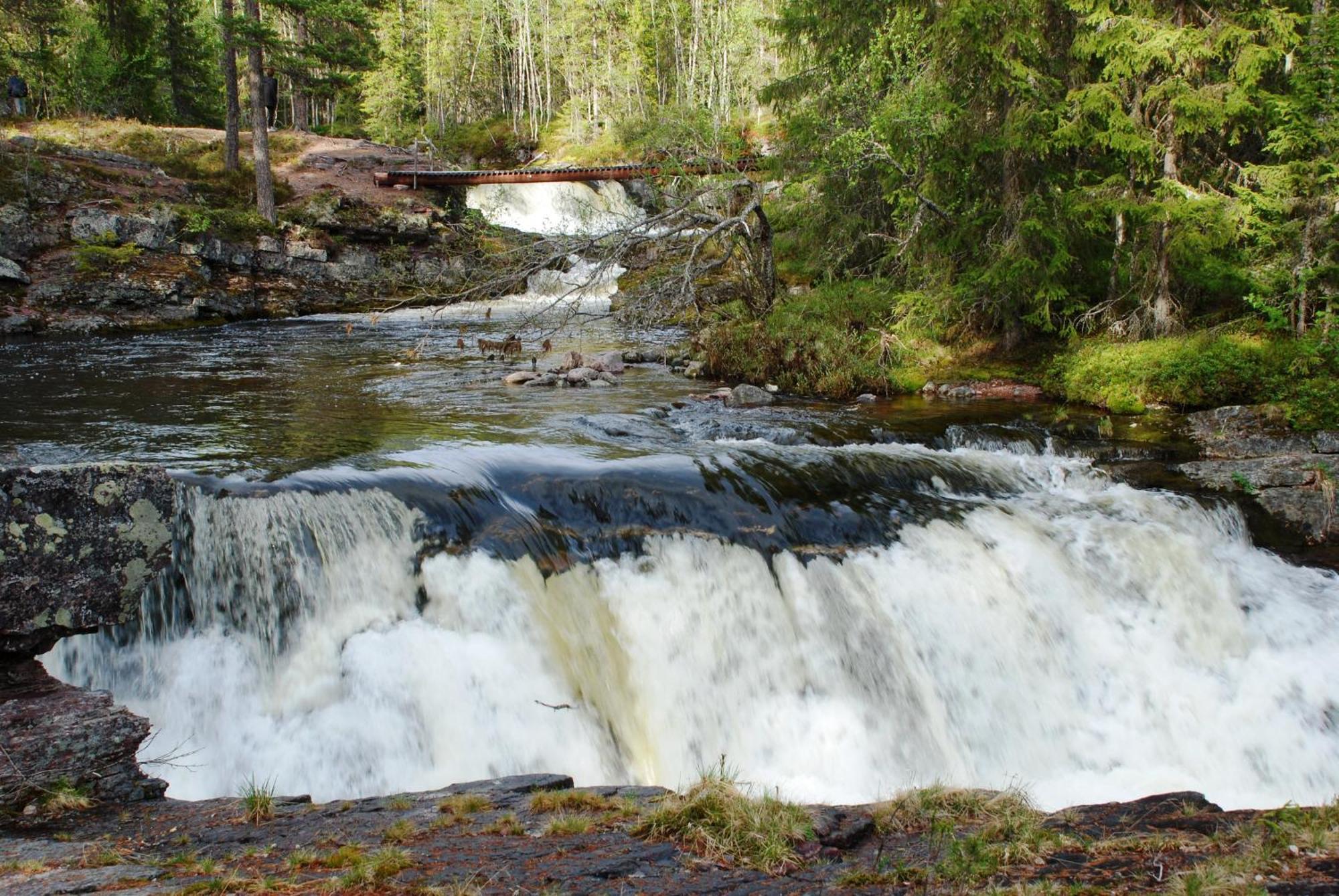 16 - Fulufjellets Nasjonalparker - Natur-, Dyre- Og Fugleopplevelser Ljørdal Extérieur photo