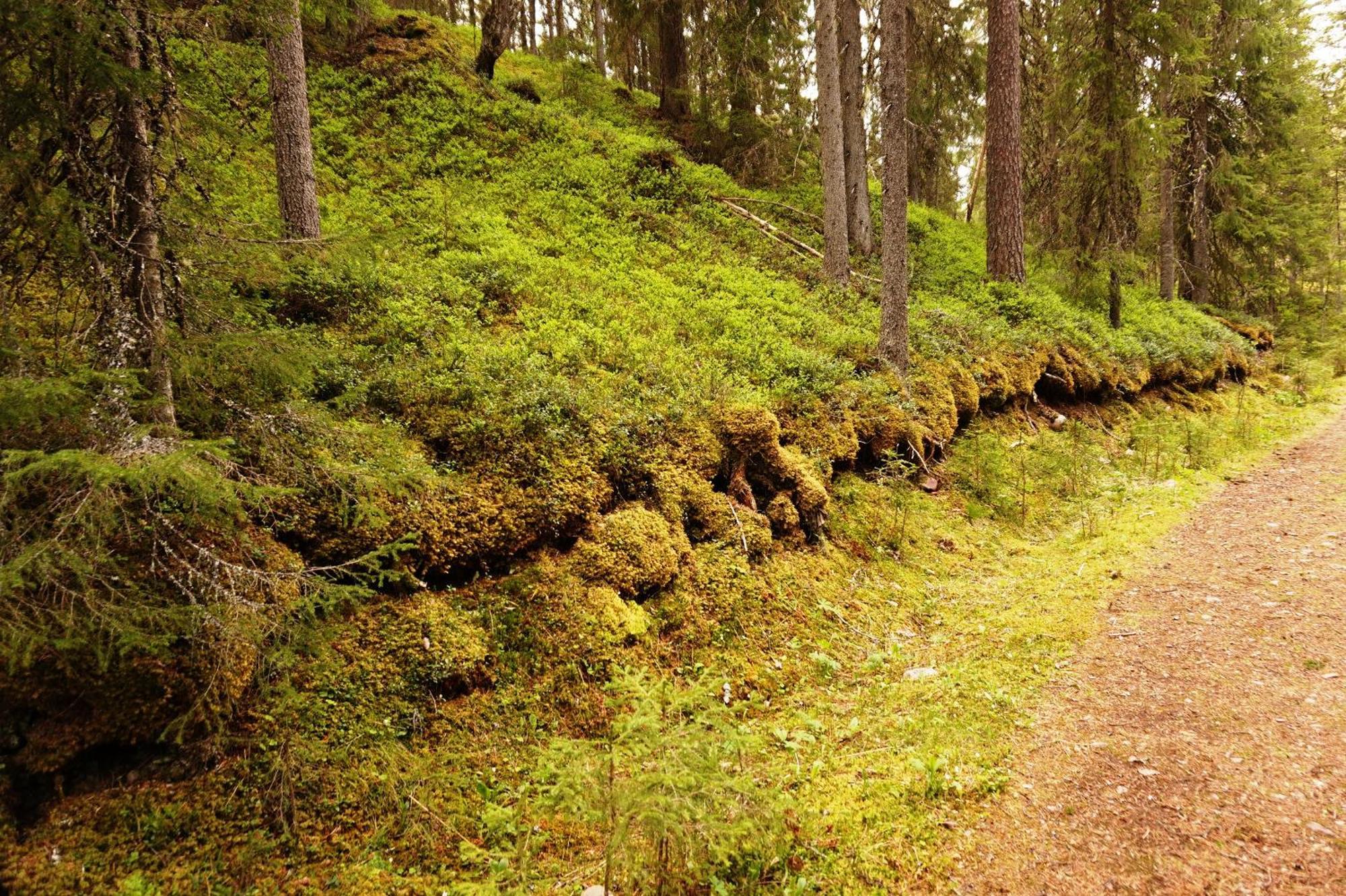 16 - Fulufjellets Nasjonalparker - Natur-, Dyre- Og Fugleopplevelser Ljørdal Extérieur photo