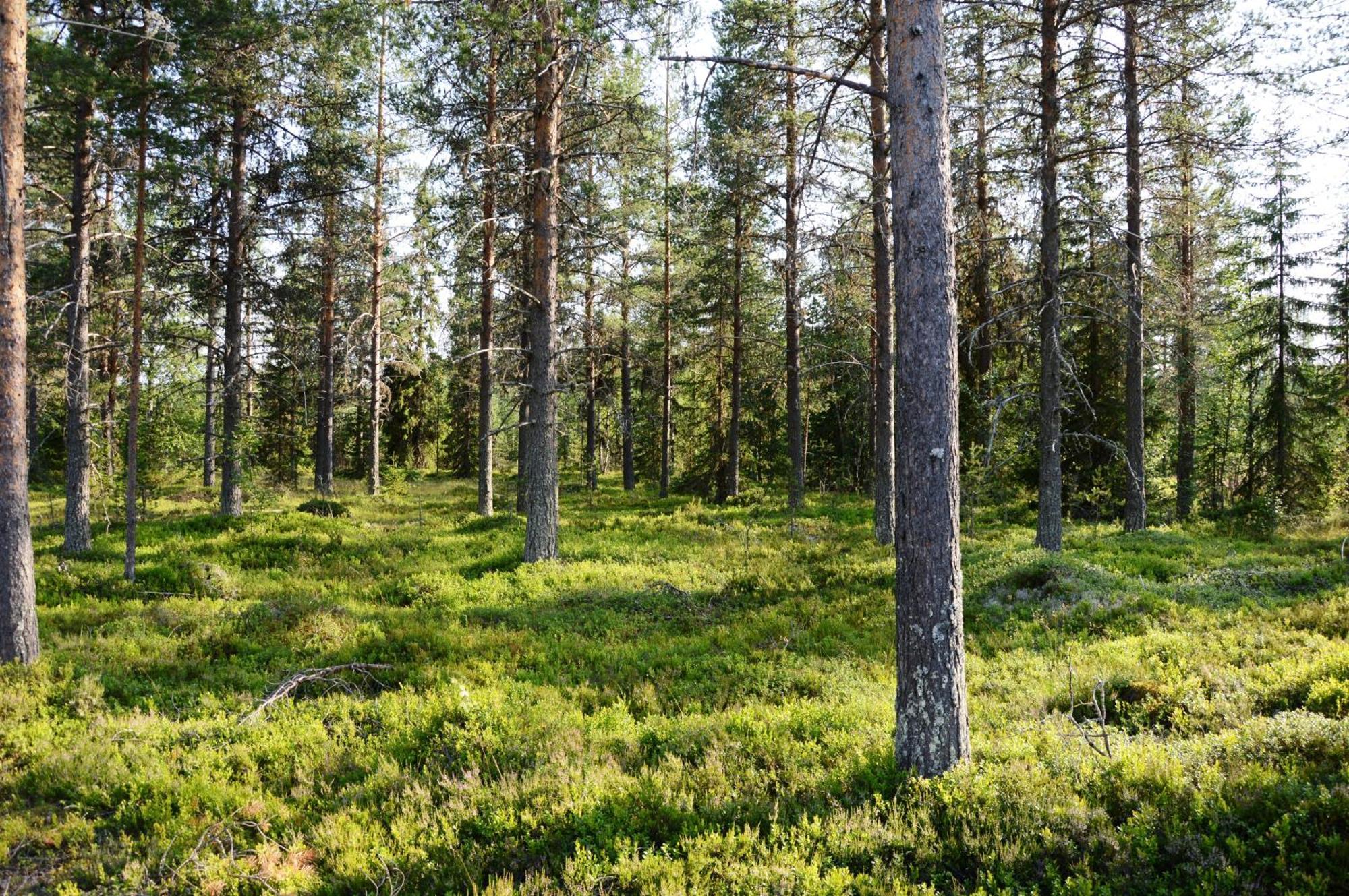 16 - Fulufjellets Nasjonalparker - Natur-, Dyre- Og Fugleopplevelser Ljørdal Extérieur photo