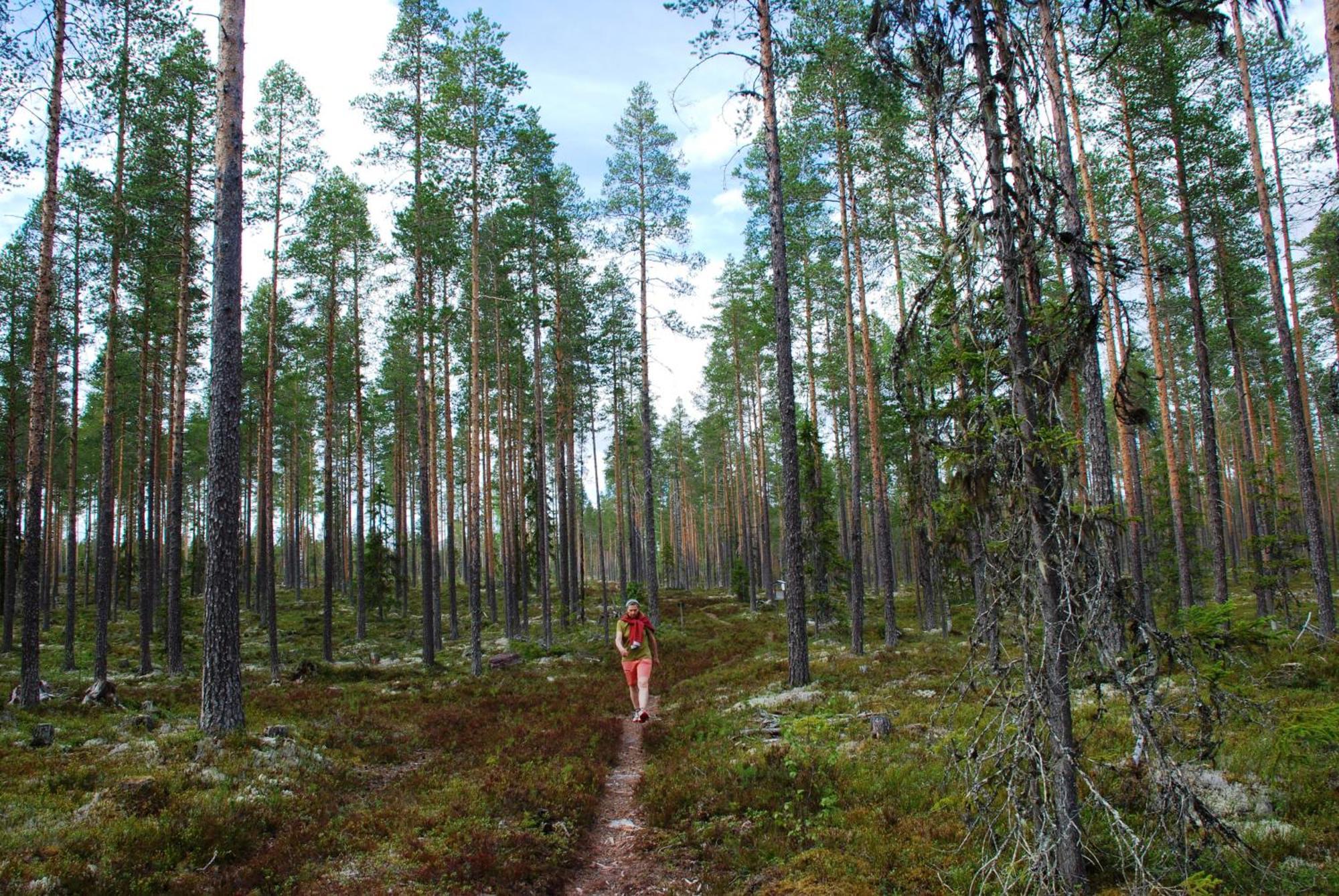 16 - Fulufjellets Nasjonalparker - Natur-, Dyre- Og Fugleopplevelser Ljørdal Extérieur photo
