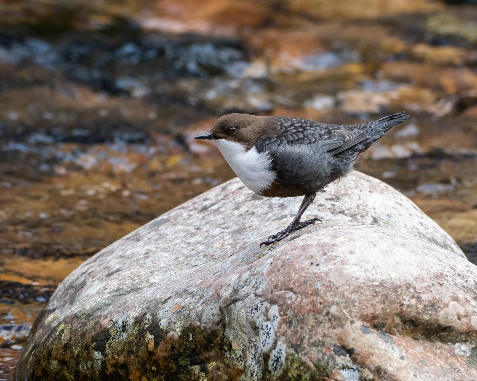 16 - Fulufjellets Nasjonalparker - Natur-, Dyre- Og Fugleopplevelser Ljørdal Extérieur photo