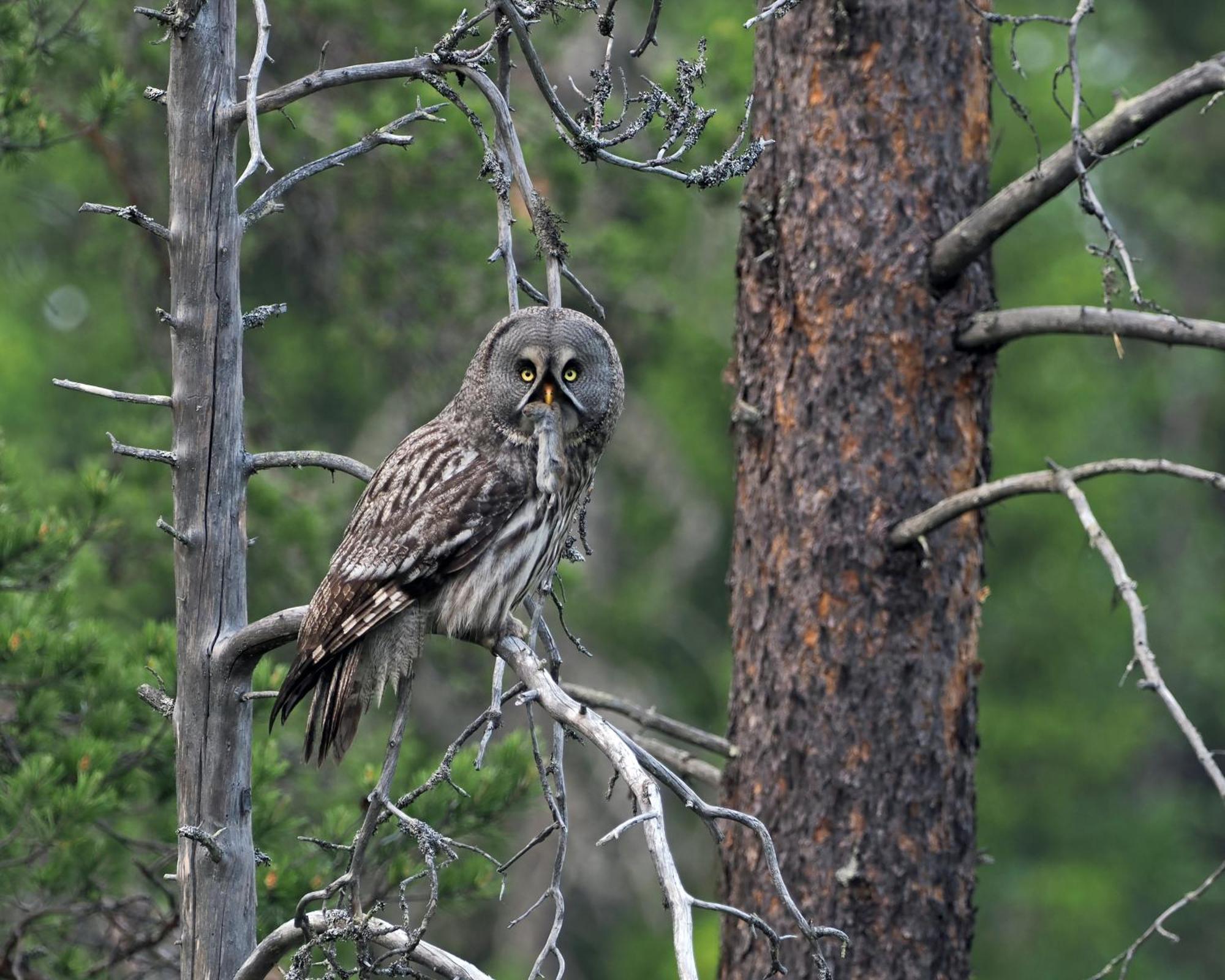 16 - Fulufjellets Nasjonalparker - Natur-, Dyre- Og Fugleopplevelser Ljørdal Extérieur photo