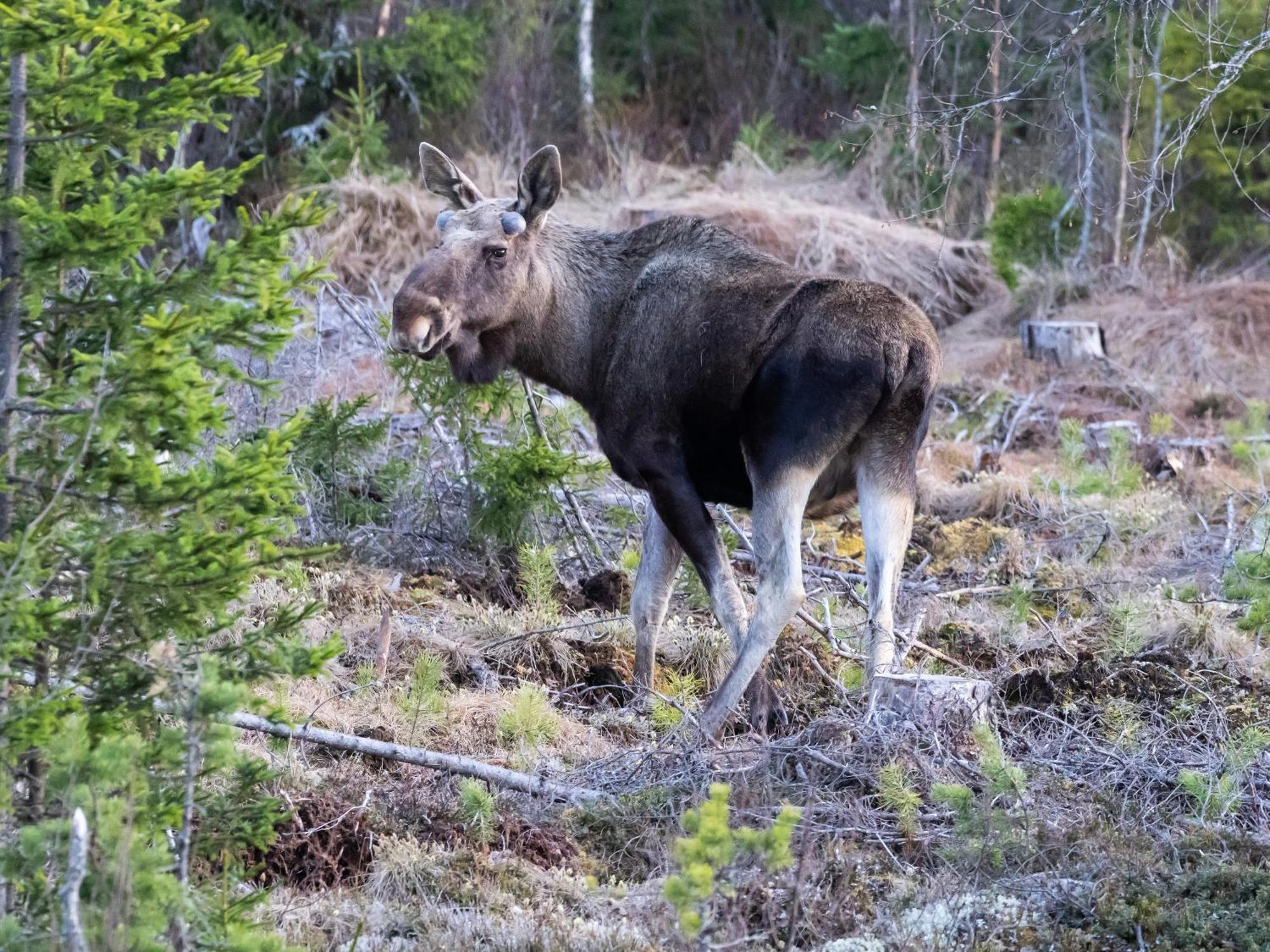16 - Fulufjellets Nasjonalparker - Natur-, Dyre- Og Fugleopplevelser Ljørdal Extérieur photo